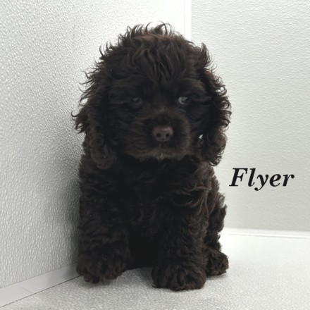 puppy, for, sale, Cocker Spaniel, Joe & Cherri  Overlease, dog, breeder, Miller, MO, dog-breeder, puppy-for-sale, forsale, nearby, find, puppyfind, locator, puppylocator, aca